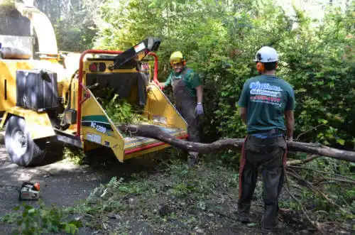 tree services Tequesta